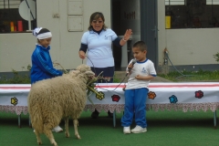 4yr olds talking about their pets...the only sheep I've ever seen in Pachacutec!