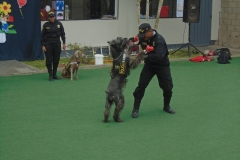 Police dogs boxing 2